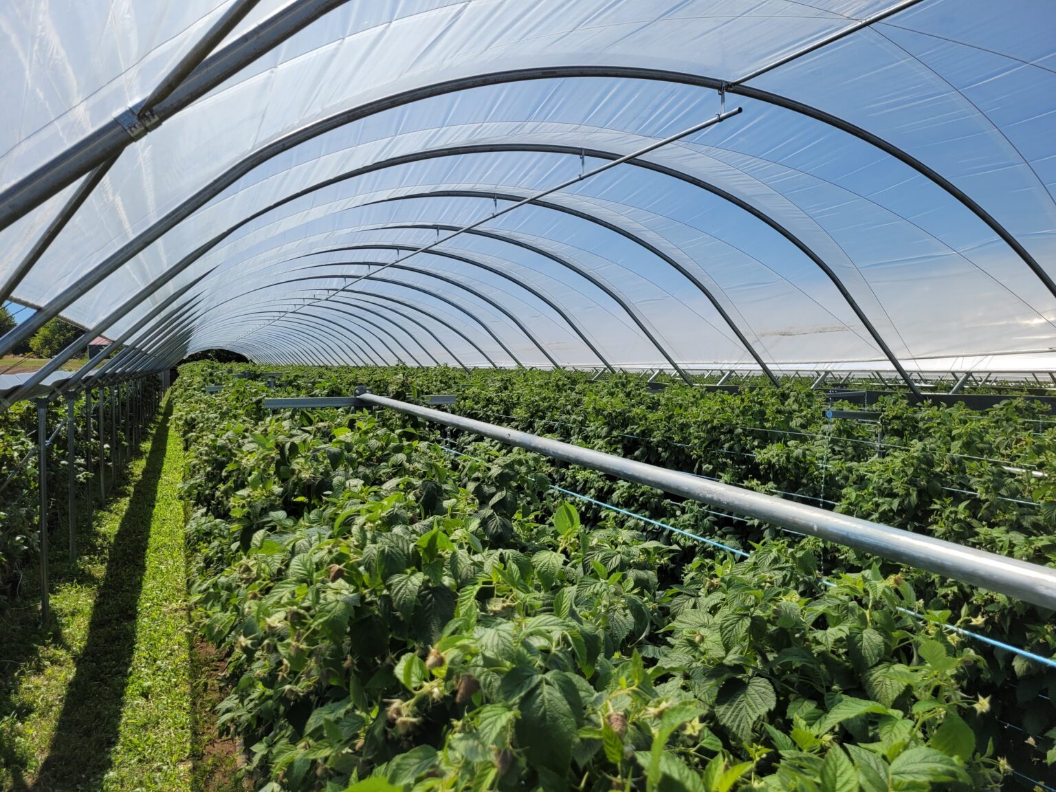Raspberry Trellis System supporting canes under a Tunnel Tech structure (1 of 8)