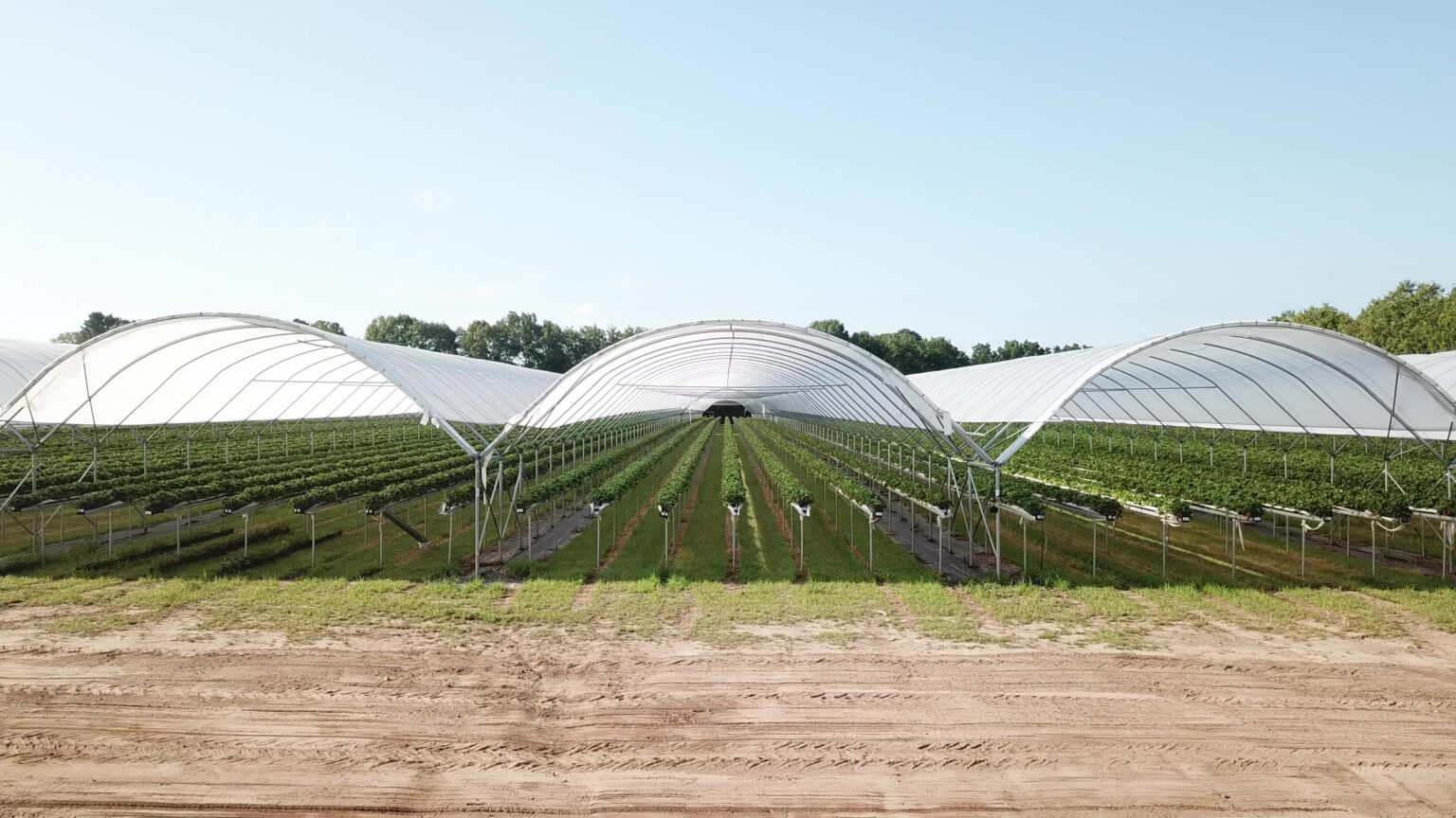 Standard Series HD high tunnel (4 of 4)