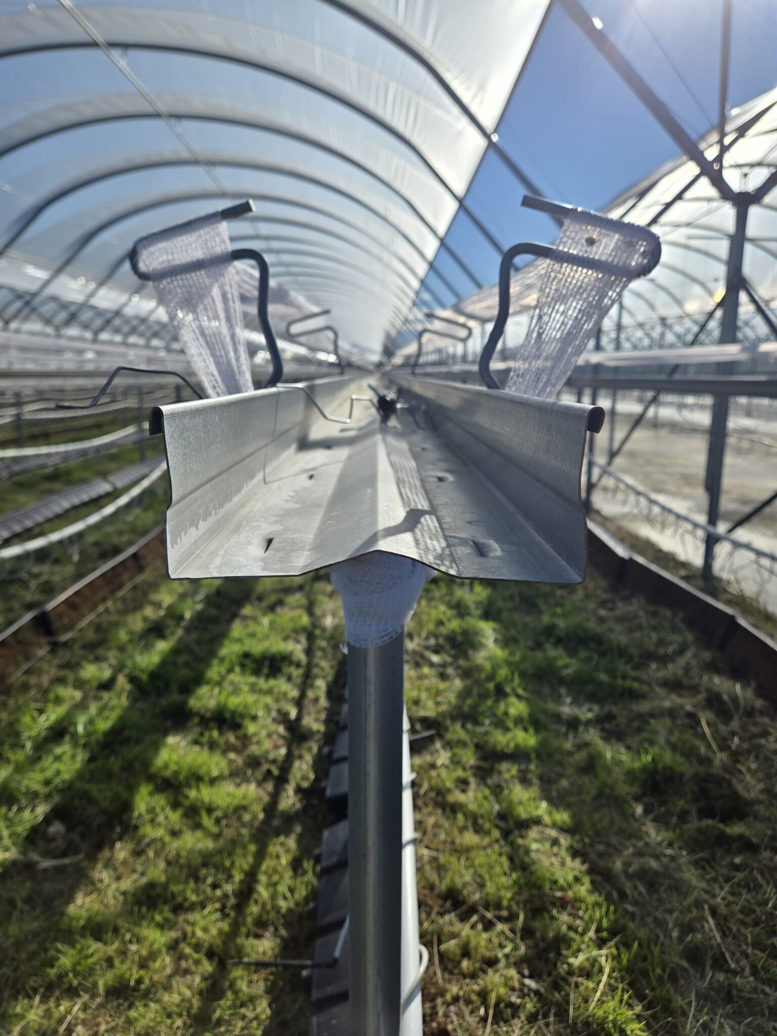 HD Substrate Trough System growing crops under a Tunnel Tech structure (4 of 6)