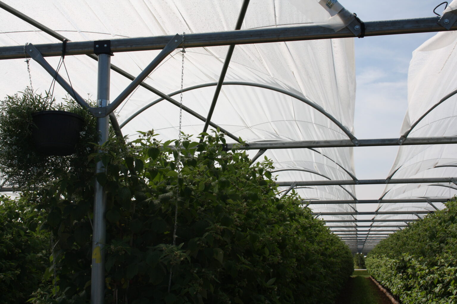 Umbrella tunnel over a fruit planting (3 of 8)