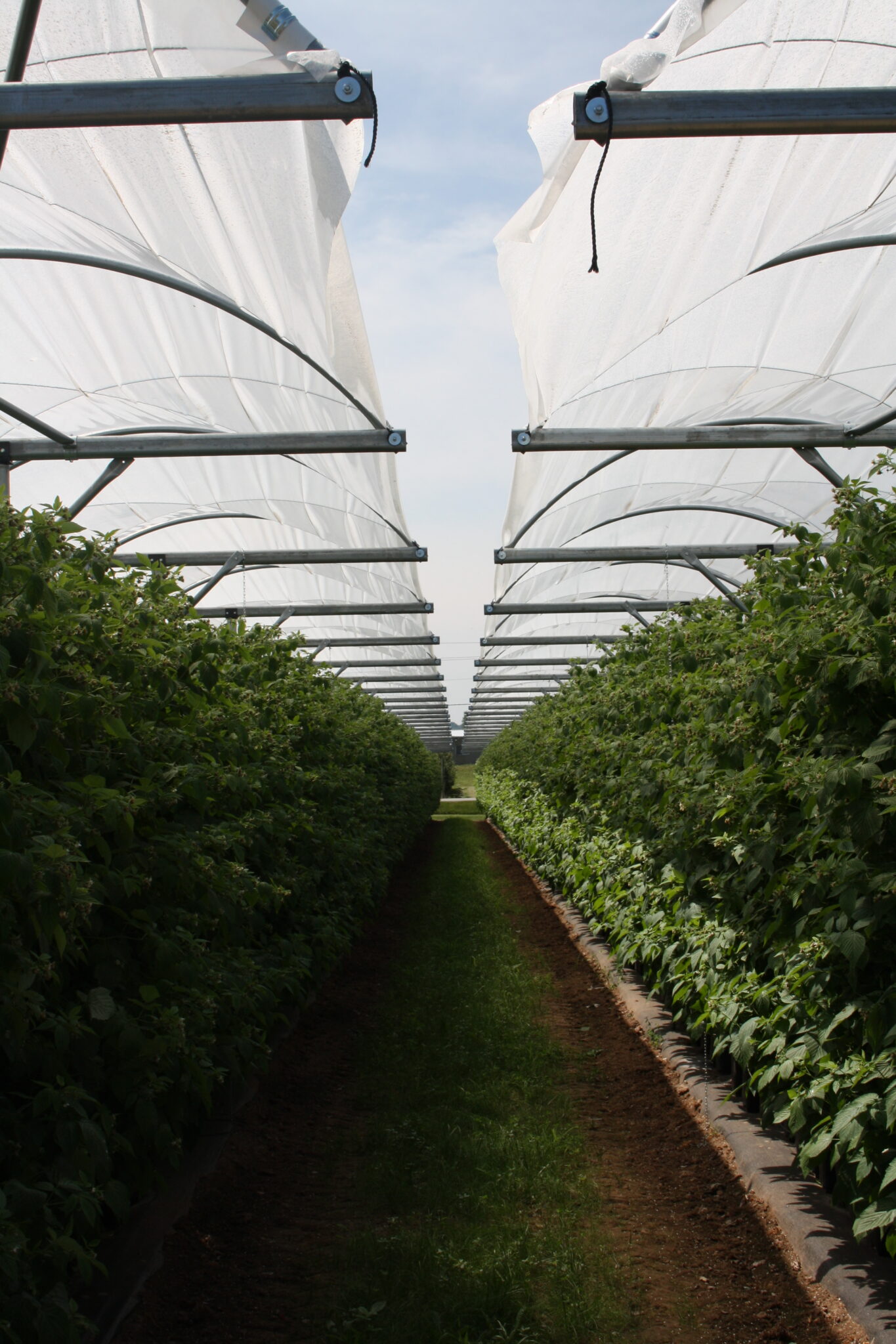 Umbrella tunnel over a fruit planting (4 of 8)