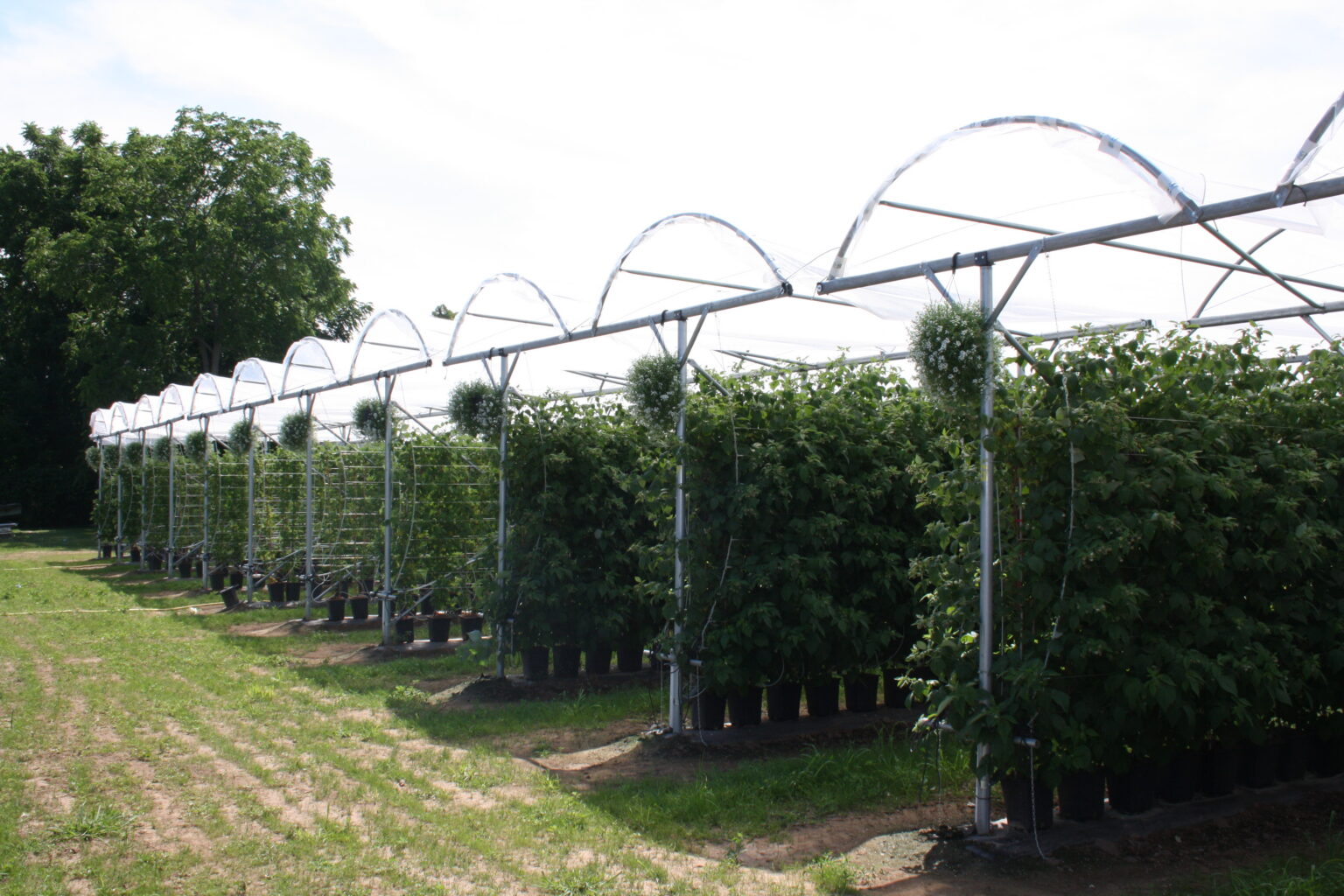 Umbrella tunnel over a fruit planting (5 of 8)