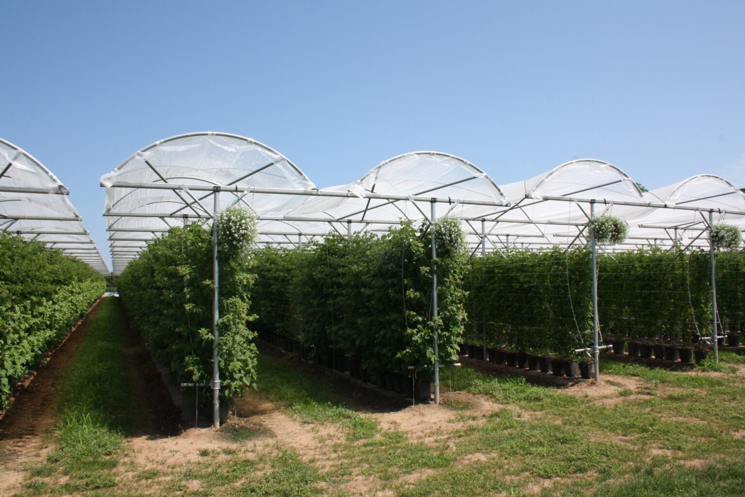 Umbrella tunnel over a fruit planting (6 of 8)
