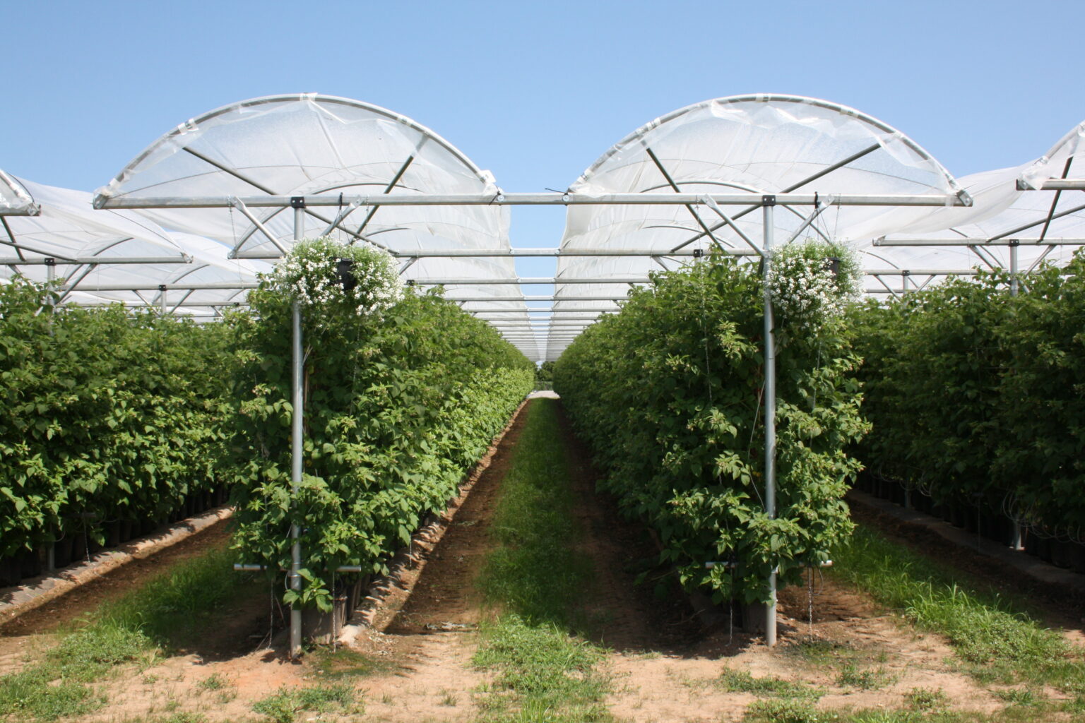 Umbrella tunnel over a fruit planting (7 of 8)