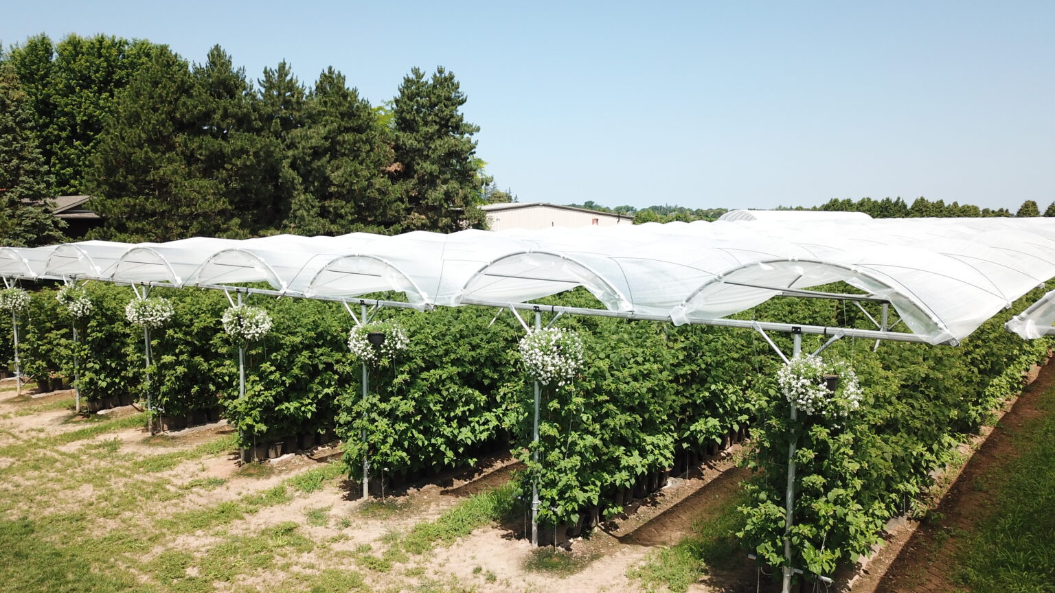 Tunnel Tech high tunnels on an Ontario farm (10 of 14)